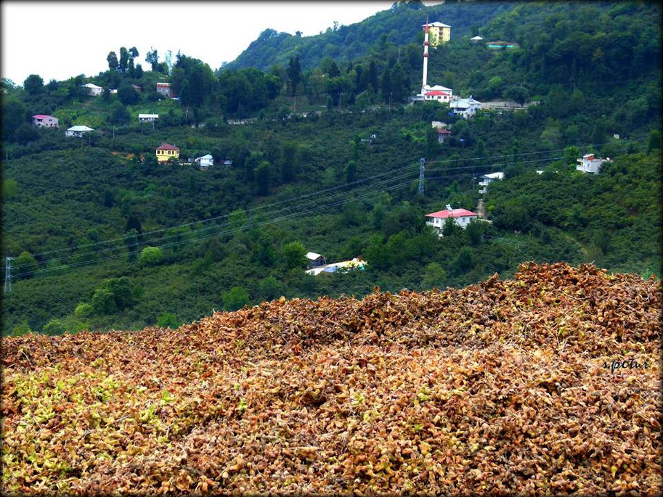 Giresun Uzgur Köyü Resimleri 2