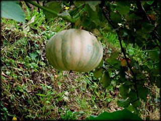 Giresun Uzgur Köyü Resimleri 3