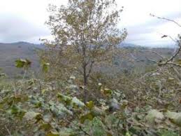 Akçakoca Beyören Köyü Resimleri 8