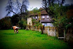 Akçakoca Dilaver Köyü Resimleri 1