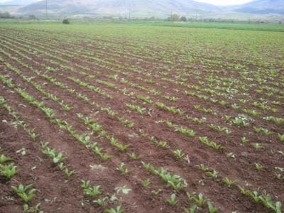 Elazığ Bahçekapı Köyü Resimleri 8