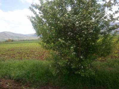 Elazığ Bahçekapı Köyü Resimleri 9