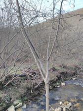 Akçakoca Kalkın Köyü Resimleri 1