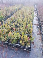 Akçakoca Kalkın Köyü Resimleri 2