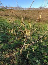 Akçakoca Kalkın Köyü Resimleri 3