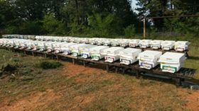 Akçakoca Ortanca Köyü Resimleri 3