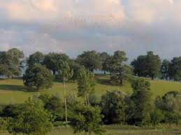 Cumayeri Büyükbelen Köyü Resimleri 9