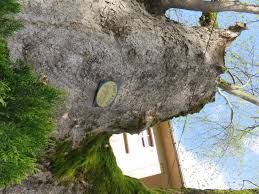 Cumayeri Dokuzdeğirmen Köyü Resimleri 4