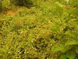 Cumayeri Ordulukaradere Köyü  Resimleri 4