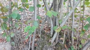 Cumayeri Taşlık Köyü Resimleri 2