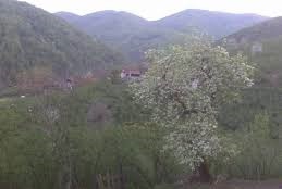 Cumayeri Taşlık Köyü Resimleri 6