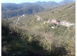 Cumayeri Taşlık Köyü Resimleri 7