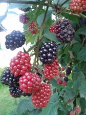 Çilimli Bıçkıbaşı Köyü Resimleri 1