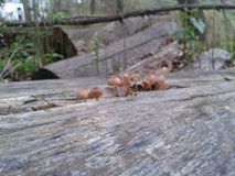 Çilimli Bıçkıbaşı Köyü Resimleri 3