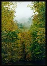 Çilimli Pırpır Köyü Resimleri 3