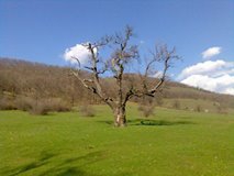 Çilimli Tepeköy Köyü Resimleri 1