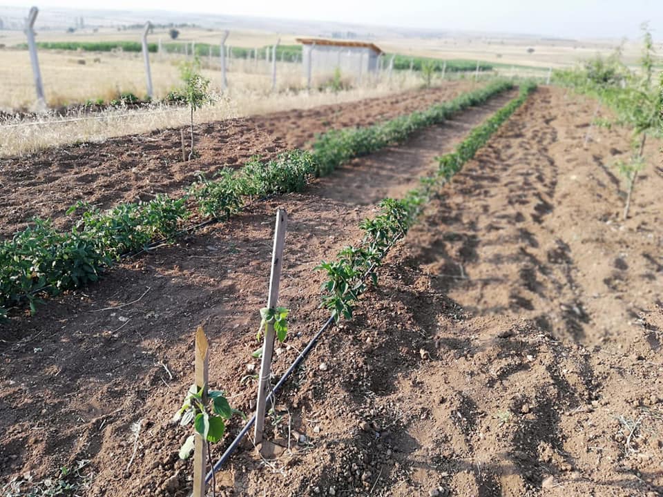 Uşak Elmacık Köyü Resimleri 5