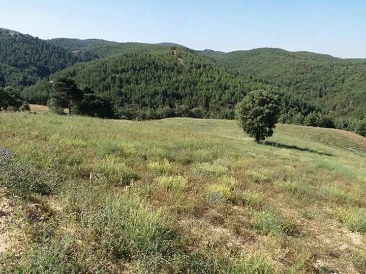 Uşak Gökçedal Köyü Resimleri 4