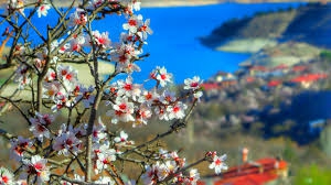 Ağın Dibekli Köyü Resimleri 5