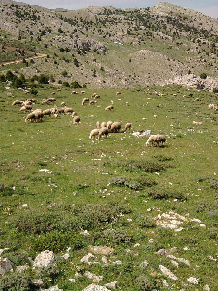 Afşin  İncirli Köyü Resimleri 2