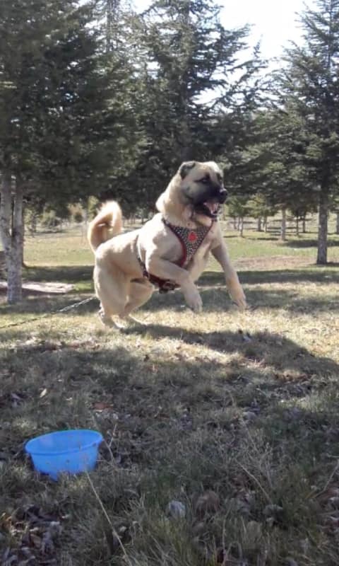 Afşin  Kangal Köyü Resimleri 1