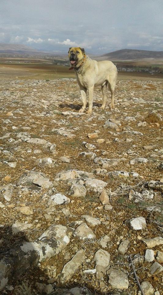 Afşin  Kangal Köyü Resimleri 8