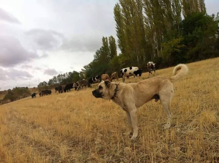 Afşin  Kangal Köyü Resimleri 9