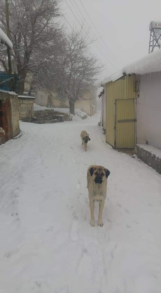 Ağın Saraycık Köyü Resimleri 4