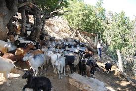 Tunceli Alacık Köyü Resimleri 2