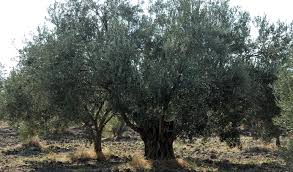 Tunceli Buğulu Köyü Resimleri 3