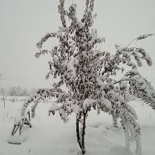 Tunceli Uzuntarla Köyü Resimleri 2