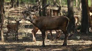 Tunceli Uzuntarla Köyü Resimleri 4