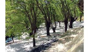 Çemişgezek Bozağaç Köyü Resimleri 6