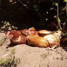 Çemişgezek Toratlı Köyü Resimleri 1