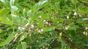 Çemişgezek Ulukale Köyü Resimleri 6