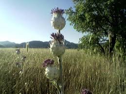 Mazgirt Ağaçardı Köyü Resimleri 5