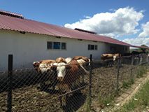 Mazgirt Alanyazı Köyü Resimleri 2