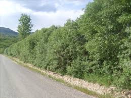 Mazgirt Aşağıoyumca Köyü Resimleri 6