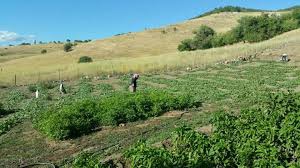 Mazgirt Aşağıtarlacık Köyü Resimleri 9