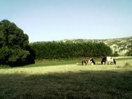 Mazgirt Yazeli Köyü Resimleri 2