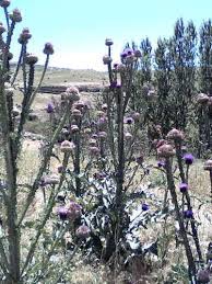 Mazgirt Yazeli Köyü Resimleri 3