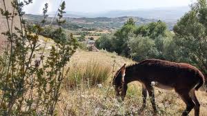 Mazgirt Yazeli Köyü Resimleri 8