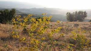 Mazgirt Yazeli Köyü Resimleri 9