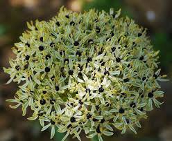 Mazgirt Yukarıoyumca Köyü Resimleri 7