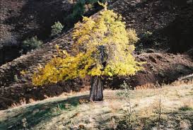 Mazgirt Ortadurak Köyü Resimleri 2