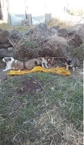 Mazgirt Ortadurak Köyü Resimleri 7