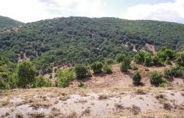 Nazımiye Ayranlı Köyü Resimleri 3