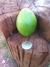 Nazımiye Büyükyurt Köyü Resimleri 1