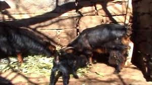 Nazımiye Güneycik Köyü Resimleri 4