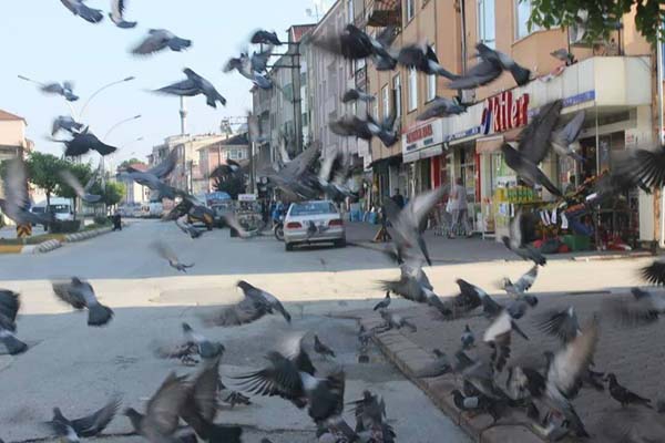 Sakarya Akyazı, Altındere, Kuzuluk Resimleri 15